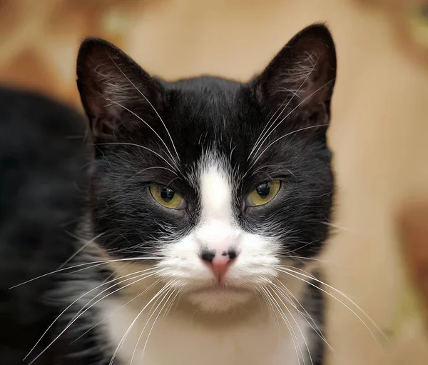 Cute Black White Cat Lies — Stock Photo, Image