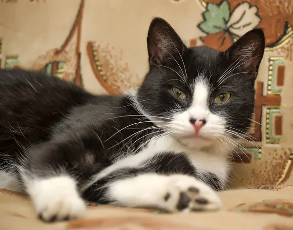 Mignon Noir Avec Blanc Chat Mensonges — Photo