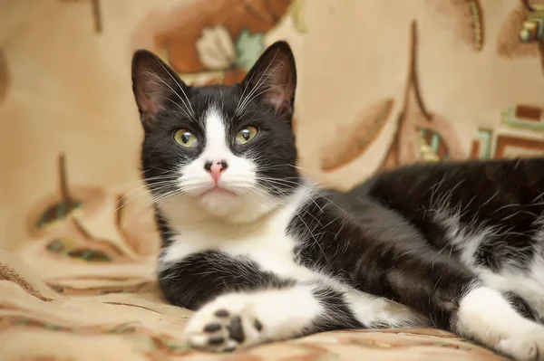 Bonito Preto Com Branco Gato Mentiras — Fotografia de Stock