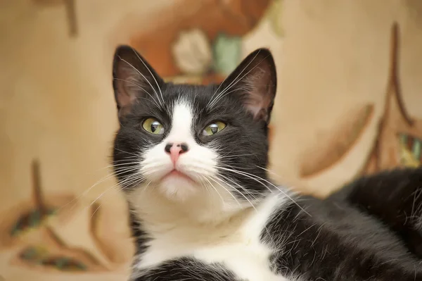 Cute Black White Cat Lies — Stock Photo, Image