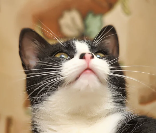 Carino Nero Con Bianco Gatto Trova — Foto Stock