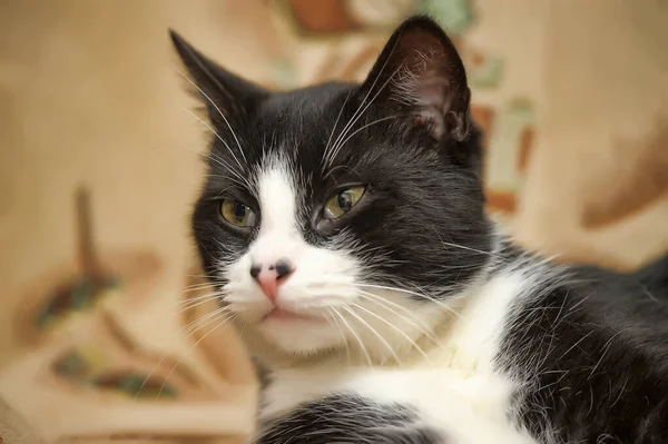 Mignon Noir Avec Blanc Chat Mensonges — Photo