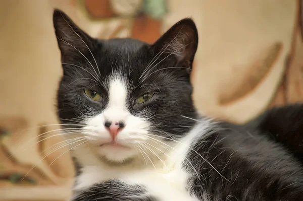 Niedlich Schwarz Mit Weißen Katzenlügen — Stockfoto