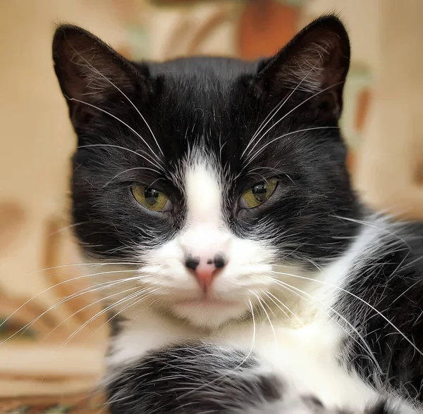 Bonito Preto Com Branco Gato Mentiras — Fotografia de Stock