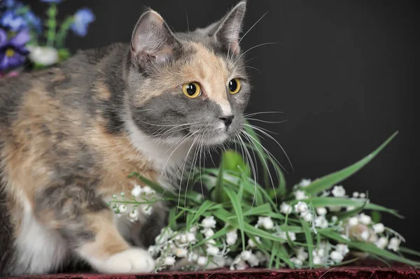 Красива Триколорна Кішка Студії Квітами — стокове фото
