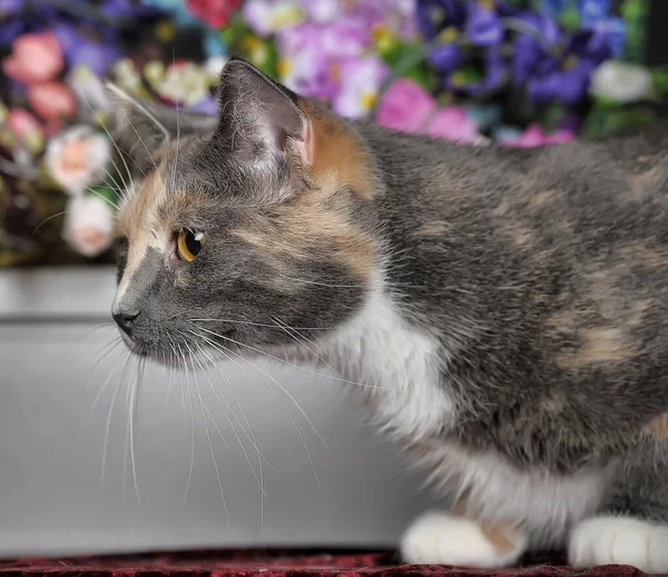 Schöne Tricolor Katze Atelier Mit Blumen — Stockfoto