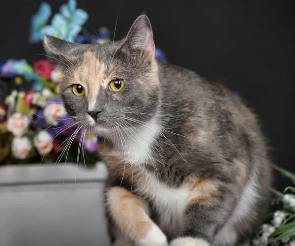 Beau Chat Tricolore Studio Avec Des Fleurs — Photo