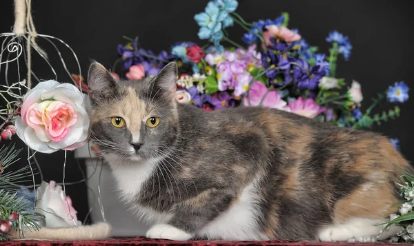 Vacker Tricolor Katt Studion Med Blommor — Stockfoto