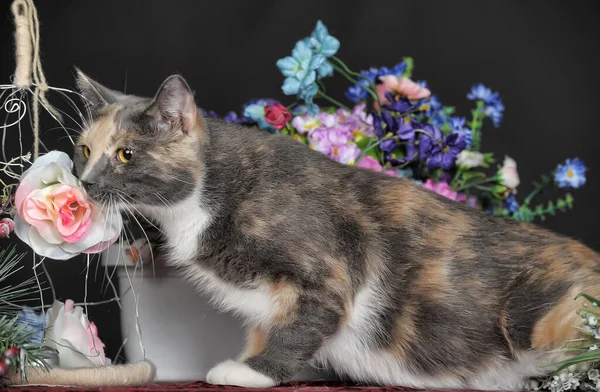 Beautiful Tricolor Cat Studio Flowers — Stock Photo, Image