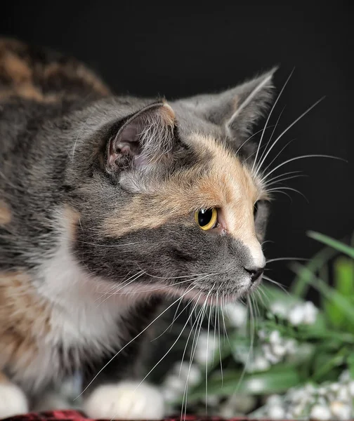 Stüdyoda Çiçeklerle Renkli Güzel Kedi — Stok fotoğraf
