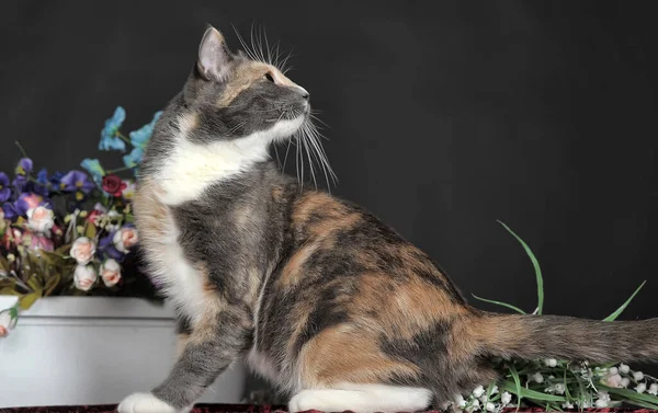 花のあるスタジオの美しい三色の猫 — ストック写真