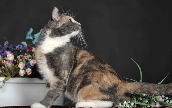 Belo Gato Tricolor Estúdio Com Flores — Fotografia de Stock