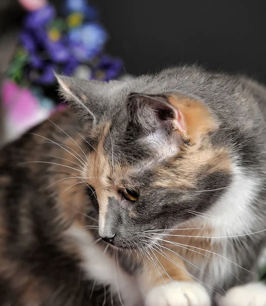 Vacker Tricolor Katt Studion Med Blommor — Stockfoto