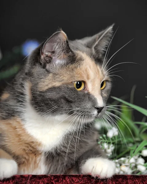 Vacker Tricolor Katt Studion Med Blommor — Stockfoto