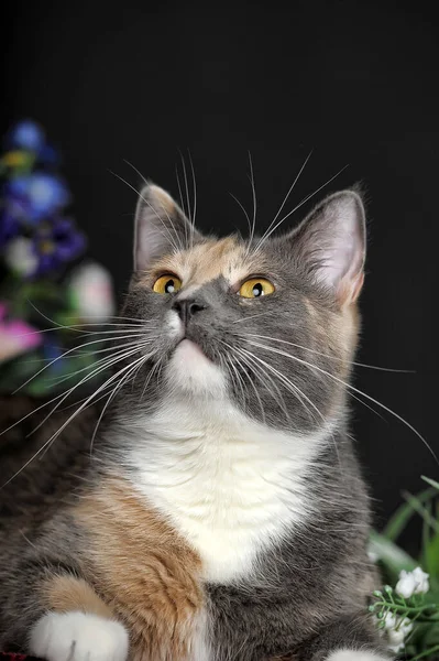 Belo Gato Tricolor Estúdio Com Flores — Fotografia de Stock