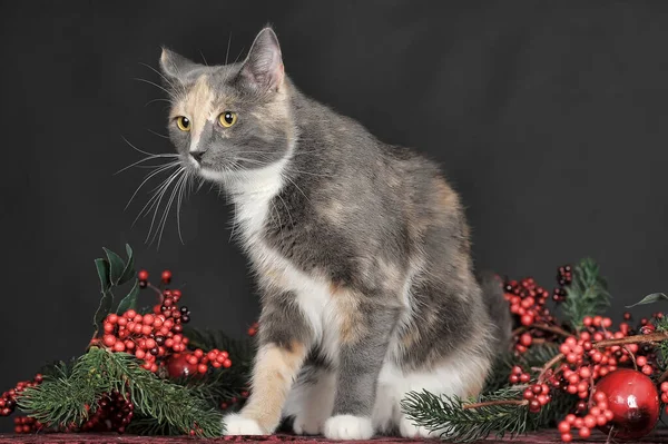 Belo Gato Tricolor Estúdio Bagas Natal — Fotografia de Stock