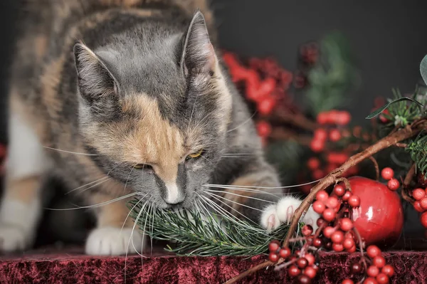 Beau Chat Tricolore Studio Baies Noël — Photo