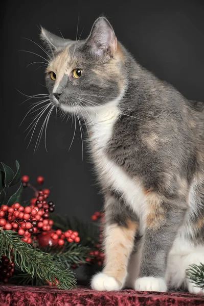 Beautiful Tricolor Cat Studio Christmas Berries — Stock Photo, Image