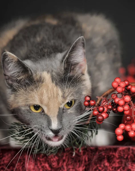 Beautiful Tricolor Cat Studio Christmas Berries — Stock Photo, Image