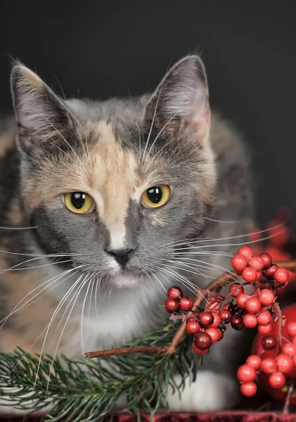 Schöne Tricolor Katze Atelier Und Weihnachtsbeeren — Stockfoto