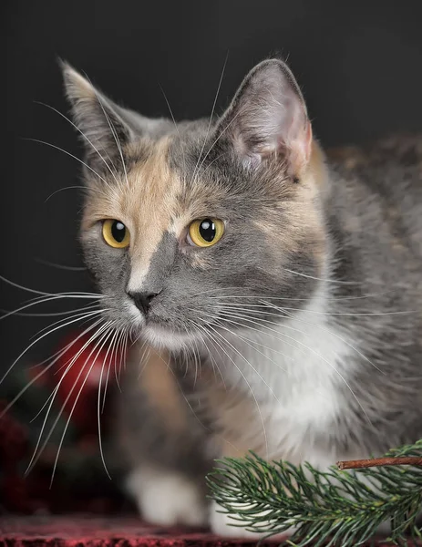 Красивая Трехцветная Кошка Студии Рождественские Ягоды — стоковое фото