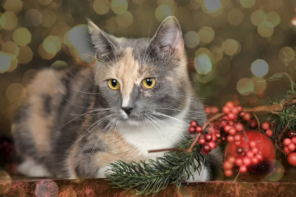 Hermoso Tricolor Gato Estudio Navidad Bayas —  Fotos de Stock