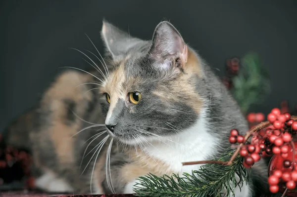 Belo Gato Tricolor Estúdio Bagas Natal — Fotografia de Stock