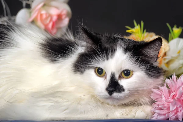 Vacker Svart Och Vit Katt Studion Mörk Bakgrund Bland Blommor — Stockfoto