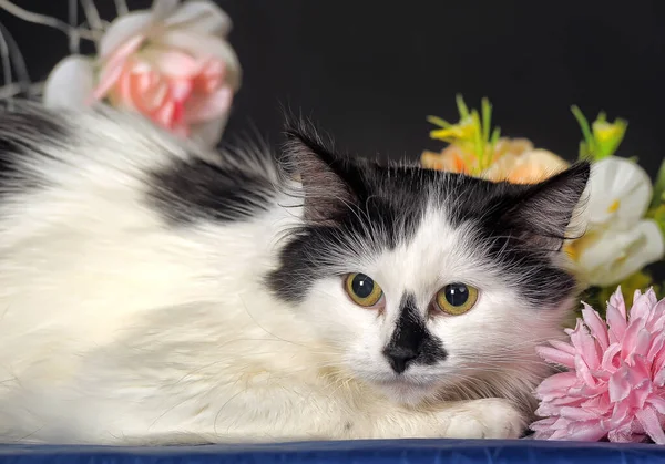 Hermoso Gato Blanco Negro Estudio Sobre Fondo Oscuro Entre Flores — Foto de Stock