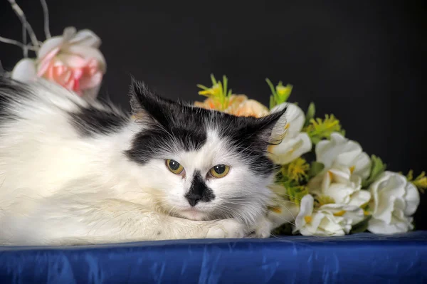 Bonito Gato Gato Preto Branco Estúdio Fundo Escuro Entre Flores — Fotografia de Stock