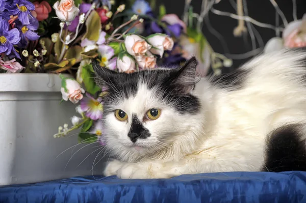 Schöne Schwarz Weiße Katze Atelier Auf Dunklem Hintergrund Zwischen Blumen — Stockfoto