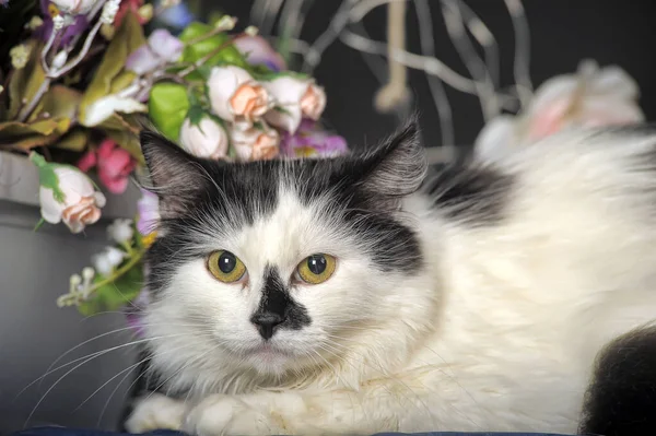 Vacker Svart Och Vit Katt Studion Mörk Bakgrund Bland Blommor — Stockfoto