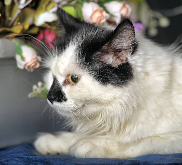 Schöne Schwarz Weiße Katze Atelier Auf Dunklem Hintergrund Zwischen Blumen — Stockfoto