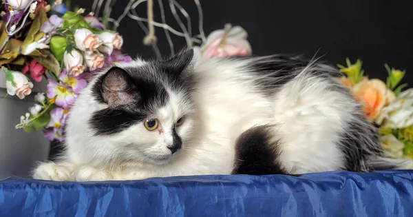 Hermoso Gato Blanco Negro Estudio Sobre Fondo Oscuro Entre Flores — Foto de Stock