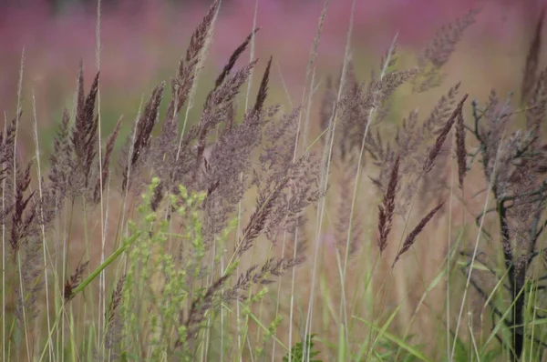 Variété Herbes Fleurs Sauvages Dans Champ Été — Photo