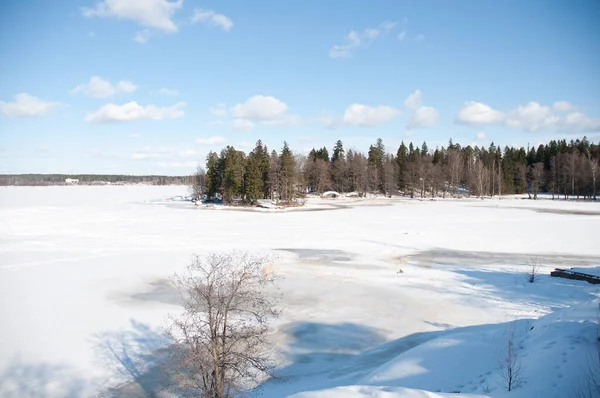 겨울의 호수와 해변의 나무들 — 스톡 사진