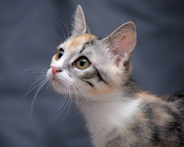 Bonito Tricolor Gatinho Fundo Cinza — Fotografia de Stock