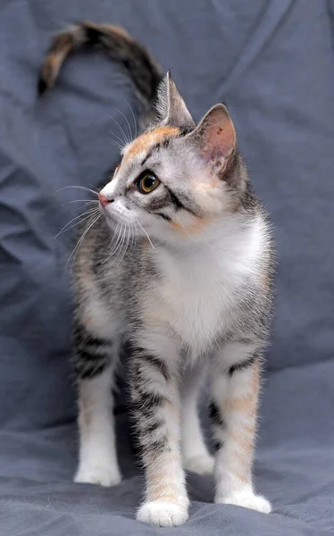 Cute Tricolor Kitten Gray Background — Stock Photo, Image