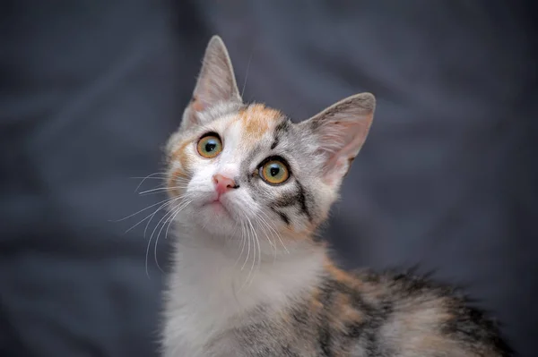 Bonito Tricolor Gatinho Fundo Cinza — Fotografia de Stock