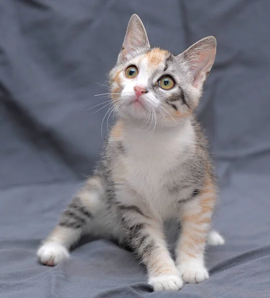 Kucing Tricolor Lucu Latar Belakang Abu Abu — Stok Foto