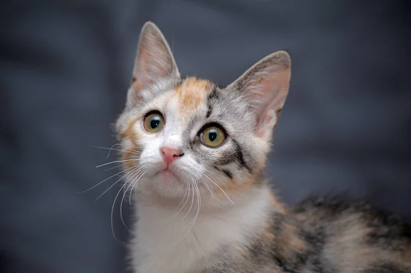 Bonito Tricolor Gatinho Fundo Cinza — Fotografia de Stock