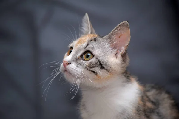 Cute Tricolor Kitten Gray Background — Stock Photo, Image