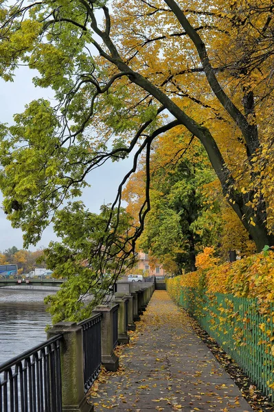 Promenade Automne Avec Des Arbres Jaunes — Photo