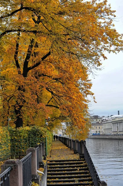 Passeio Outono Com Árvores Amarelas — Fotografia de Stock