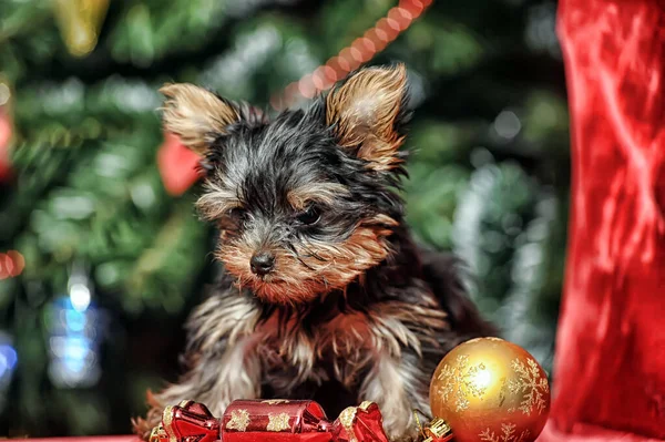 Yorkshire Terrier Cucciolo Sfondo Natale — Foto Stock