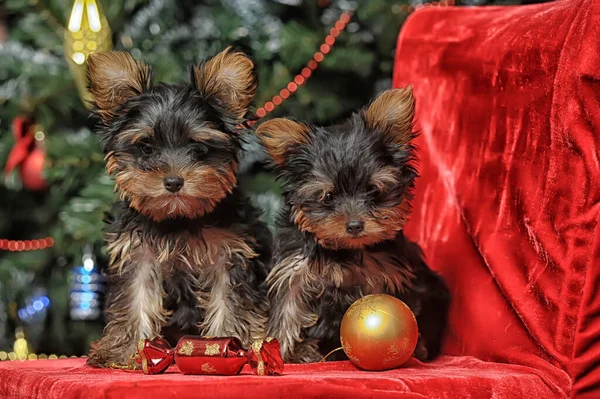 Dois Filhotes Yorkshire Terrier Fundo Natal — Fotografia de Stock