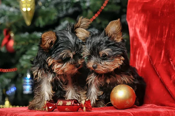 Dois Filhotes Yorkshire Terrier Fundo Natal — Fotografia de Stock