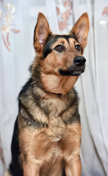 Vacker Halvblod Hund Tyska Herde Närbild — Stockfoto