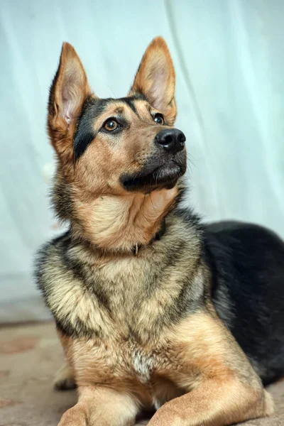 Beautiful Half Breed Dog German Shepherd Close — Stock Photo, Image