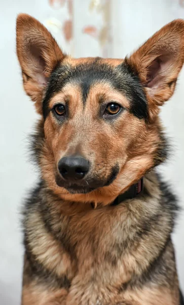 Hermoso Perro Mestizo Pastor Alemán Cerca — Foto de Stock